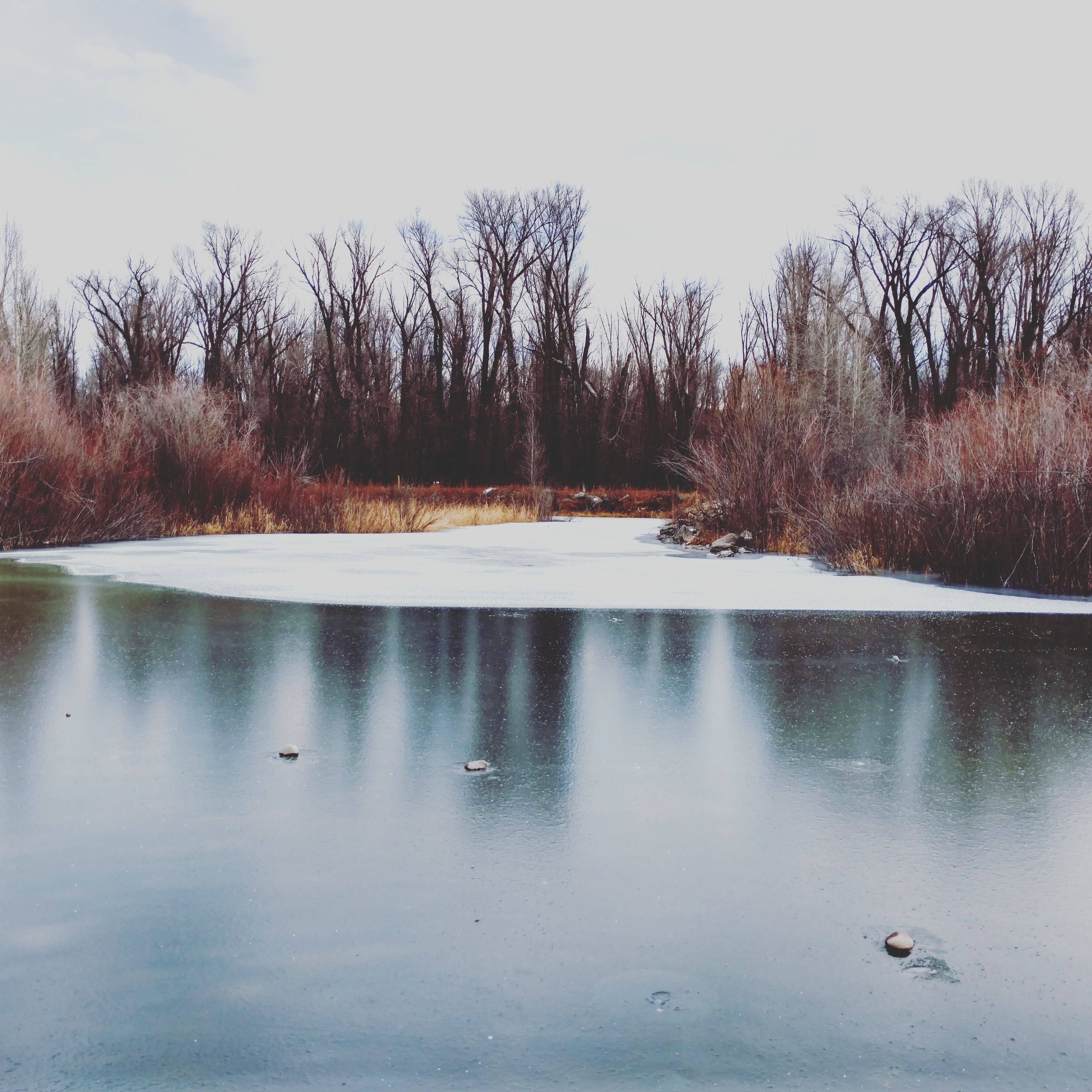 NovemberLeveePond